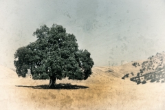 DAS-152 California Oak And Hill 46x30