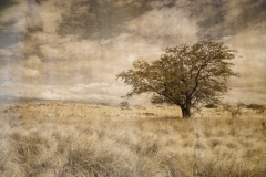 DAS-158 Oak Tree In a Field Distressed 30x20