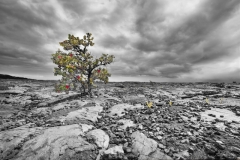 DAS-159A Hawaiian Tree In Lava Field 54x36