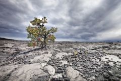DAS-159B Hawaiian Tree In Lava Field 30x20