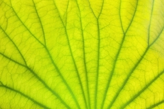 DAS-165 Grteen Lily Macro Close Up 36x24