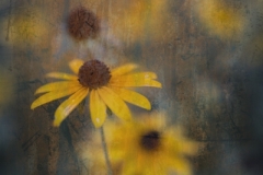 DAS-183 Distressed Daisy 24x36