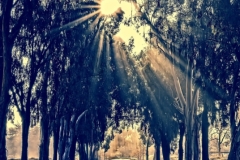 DAS-191A Sunbeams Trees and A Road 20x22