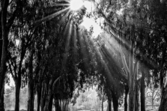 DAS-191B Sunbeams Trees and A Road 20x22