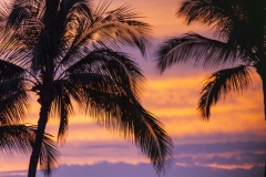 DAS-219A Tropical Orange Sunset and Palm Silhoutte 36x24