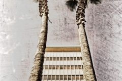 DAS-222 Mid Century Building and Palm Trees 24x36