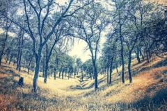 DAS-229 Tinted Rural Landscape 24x36