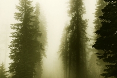 DAS-237A Sequoia Foggy Forest 18x24