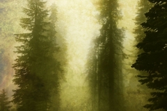 DAS-237B Sequoia Foggy Forest texture 18x24