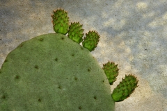 DAS-246 New Growth Cactus Close Up 30x20