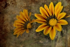 DAS-248 Yellow Orange Flowers Weathered 20x13