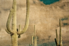 DAS-249A TucsonCactus 30x36