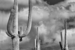 DAS-249B TucsonCactus 30x36