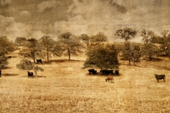 DAS-252 A Ranch Land Panorama 46x23