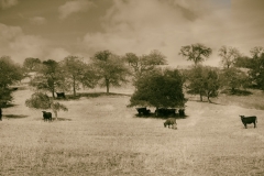 DAS-252 B Ranch Land Panorama 46x23