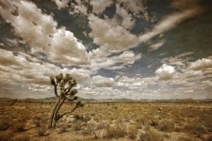 DAS-261 Joshua Tree Desert 30x20