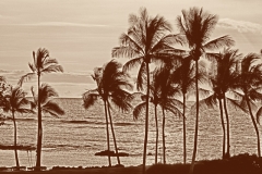 DAS-307B Palms and Ocean 24x16