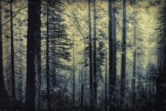 DAS-367 Toned Hazy Forest 24x16